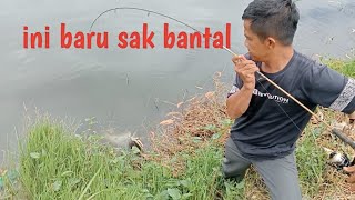 jam makan ikan patin liar