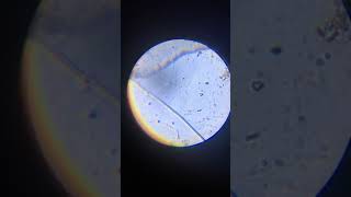 Amazon com  AmScope 120X 1200X 52 pcs Kids Beginner Microscope STEM Kit with Metal Body Microscope,