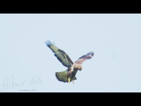 Mäusebussard im Rüttelflug, Common buzzard hovering