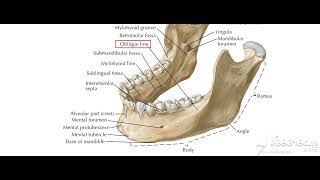 Mandible 1