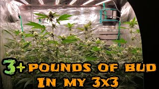 3+ Pounds of Bud in my 3x3 Grow Tent ,and popping some new genetics . Grown with Mars Hydro FC-4800