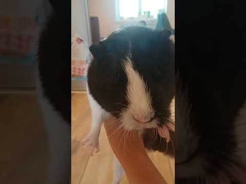 Морские Свинки бегают!!