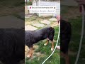 Your dog smells bad after rainy walks 🌧️ #viral #campping #dogshower