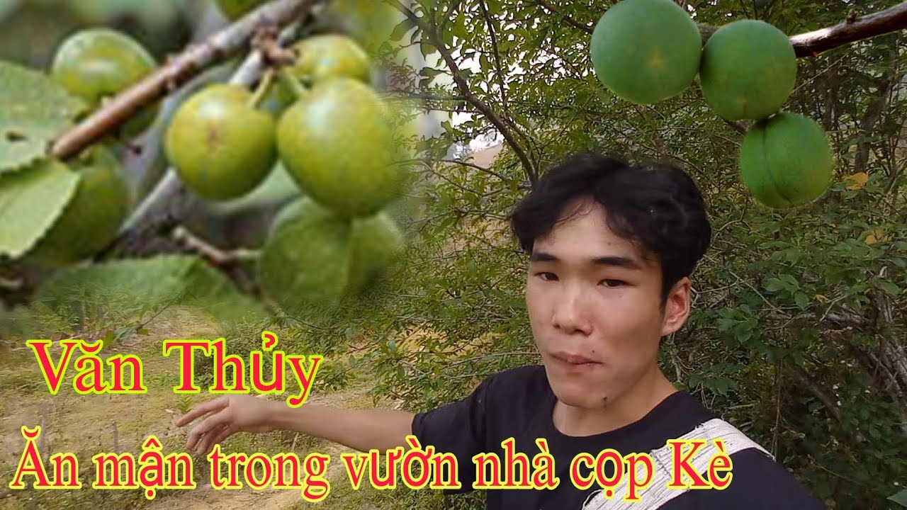 Văn Thủy Khám Phá Vườn Nhà Cọp Kè Và Ông Năm