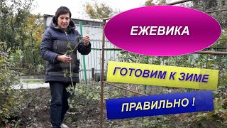 ЕЖЕВИКА | ПОДГОТОВКА К ЗИМЕ | ОСНОВНЫЕ ПРАВИЛА