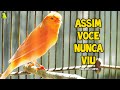 IGUAL A ESSE VOCÊ NUNCA VIU | Canário Belga Maquina de Canto !