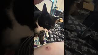 Cuddly Sookie while watching @ScottTheWoz #cat #catshorts #catvideos #cats