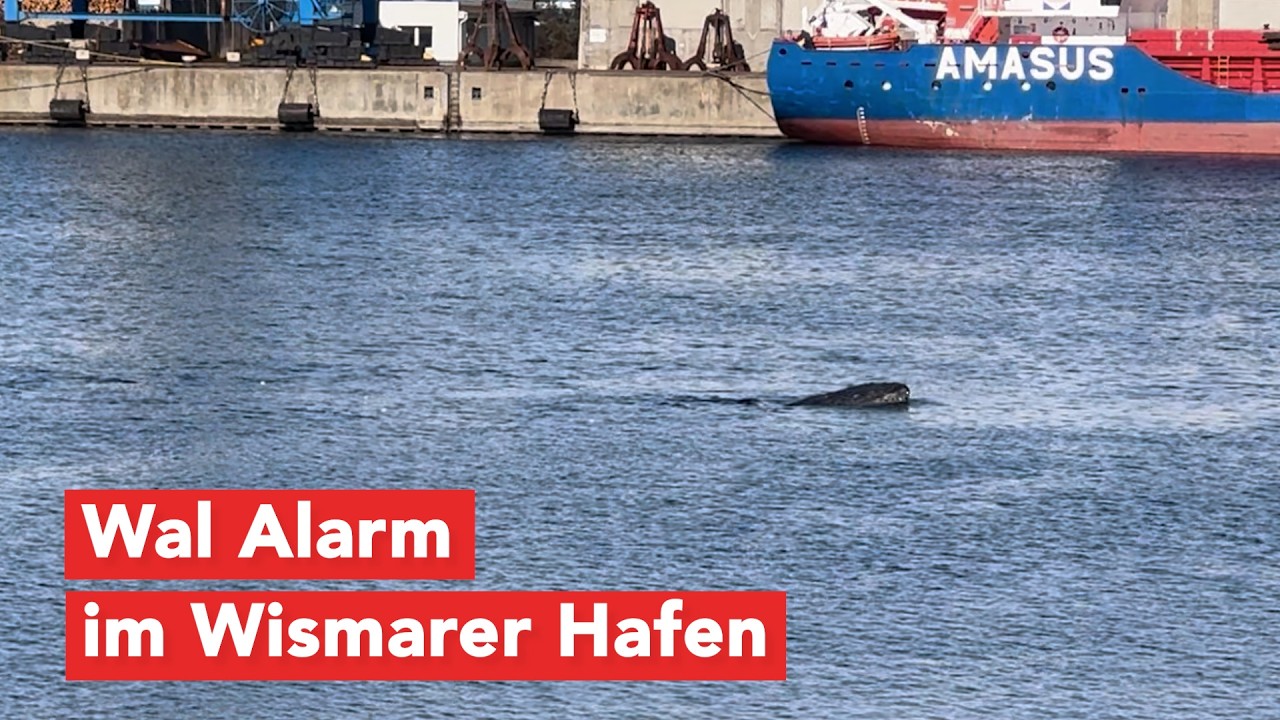 Wal Alarm im Wismarer Hafen