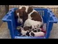 Bfp rescues 3 beagle moms from a laboratory