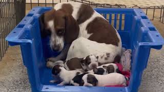 BFP rescues 3 beagle moms from a laboratory