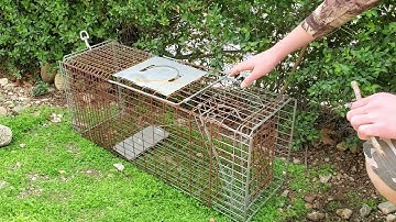 How To Set A Havahart Trap/Live Trap/Humane Trap