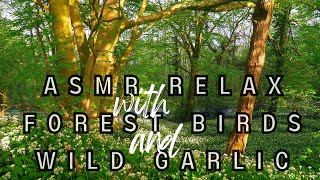 Whispering Woods : ASMR Adventure with Wild Garlic  & the Enchanting Song Thrush