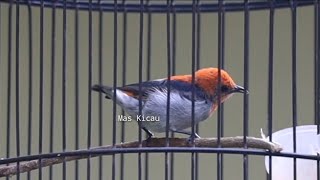 Burung Kemade Mulai Ngriwik