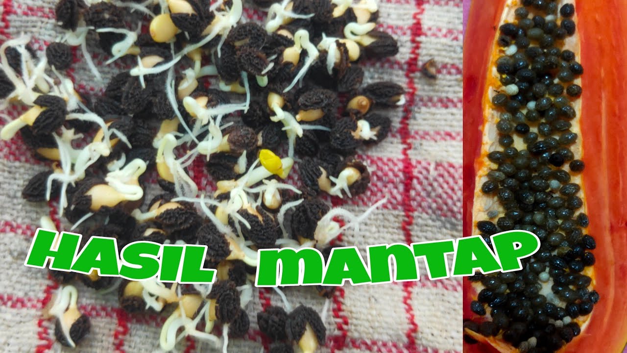 cara agar biji pepaya berkecambah !!!! 