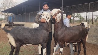 The Tiger Of Sikar Rajasthan | Top Palehue Bakre Of Shakila Goat Farm Rajasthan.