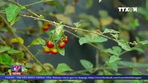 1kg cà gai leo sạch đạt chuẩn GACP = 8kg cà gai leo thông thường. Bạn có biết