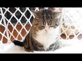 新しいブランコでラグジュアリーに寛ぐ予定だったねこ。-I imagined Maru relaxing in luxury on the new swing.-