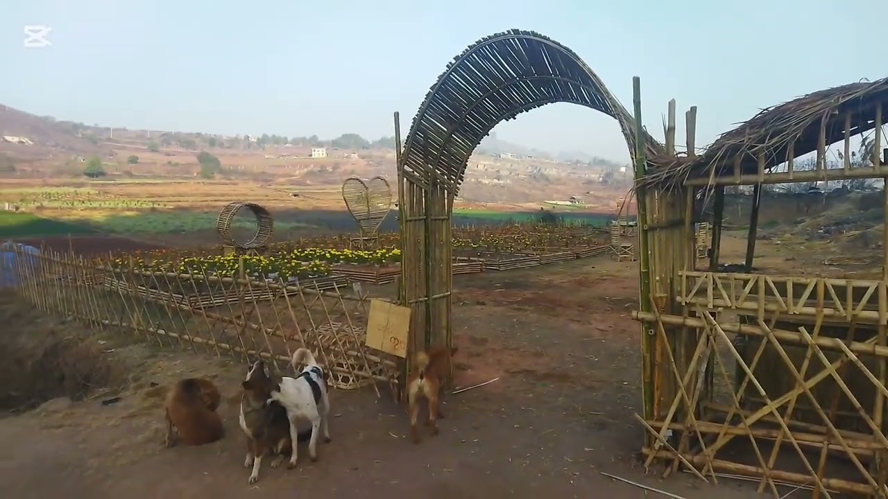 ဆောင်းအကုန် နွေအဦး ရဲ့သဘာဝအလှနဲ့အတူ။  ကလောမြို့ရောက်အမှတ်တရ။Kalaw Car Rental Service.(Ph09796547491)