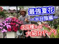 日陰　花 291171-日陰花 歌詞