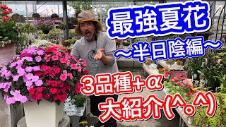 最強夏花 半日陰編 Youtube