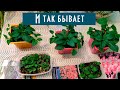 Петунии! Ужасная всхожесть, как развиваются разные сорта петуний посаженные в несколько сроков