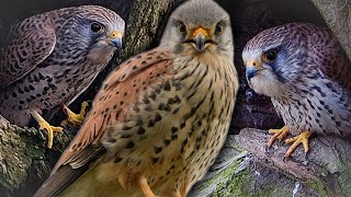 Kestrels Are Mostly Monogamous, Except When They're Not | Jenny & Apollo | Robert E Fuller by Robert E Fuller 96,626 views 3 weeks ago 3 minutes, 8 seconds