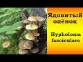 Ядовитый Опёнок  серно-жёлтый - Hypholoma fasciculare