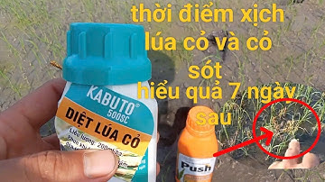 Chia sẻ thời điểm xịch lúa ma và cỏ dại.vụ đông xuân 2025