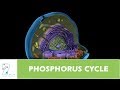 The Phosphorus Cycle and Its Impact on Life