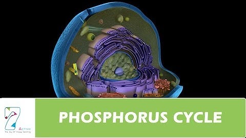 PHOSPHORUS CYCLE