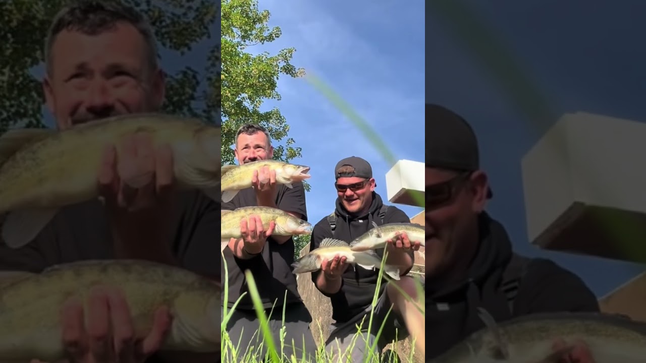 These Zander were hungry so we made the most of it #zander #fishing #deadbait #predatorfishing #fish