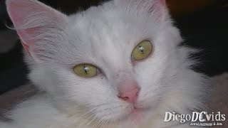 Gata Branca Angorá ♀ (Felinae) Brazilian Angora White Female Cat