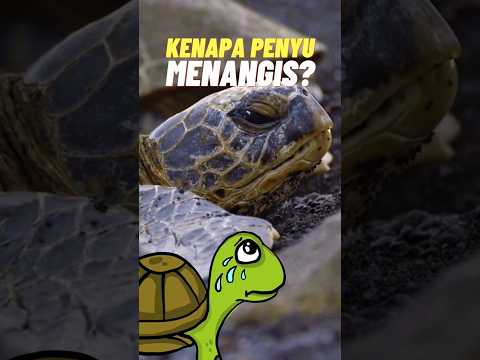 Video: Apakah penyu?