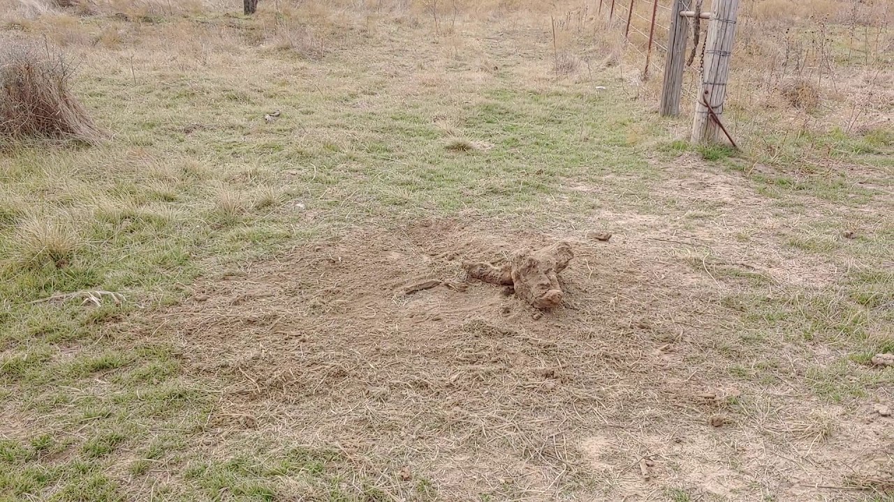 Coyote trapping 12/12/19(3) YouTube