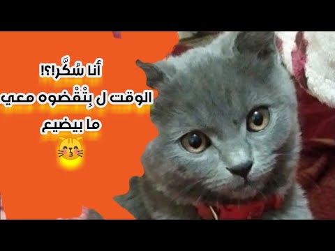 سكر زعلان هينجن