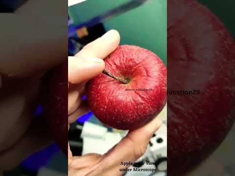 Beneficial Non Beneficial Bacteria In Apple Outer Surface View Under A Microscope