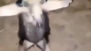 Anteater T pose halo meme