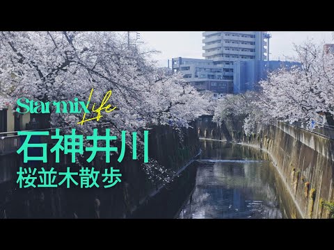 【Vlog】石神井川の桜並木沿いを花見散歩
