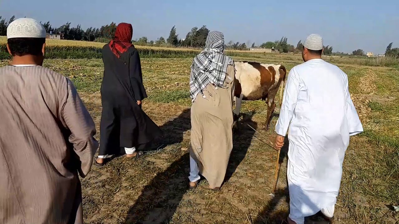 شاهد ماذا فعل الحاج زموط عشان يرجع بهايمه/هتموت من الضحك 🤣🤣🤣