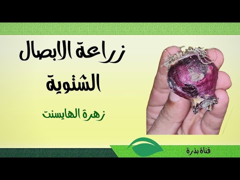 ازرع بصلة تحصد زهرة زراعة الابصال الشتوية المزهرة زهرة الهايسنت كمثال