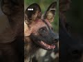 Why wild dogs are squad goals - BBC