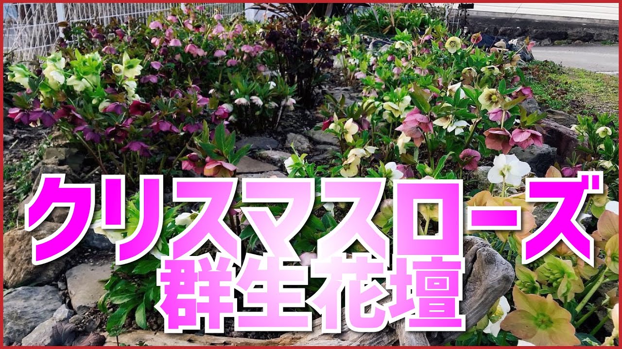 クリスマスローズ ご近所さんと一緒にクリスマスローズの群生花壇を目指す ガーデニングはご近所さんとお付き合いがあってこそですね Youtube