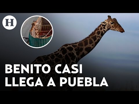 Jirafa Benito apoyará a preservar su especie en su próximo nuevo hogar