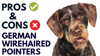 German Wirehaired Pointer Pros and Cons | German Wirehaired Pointer Dog Advantages and Disadvantages