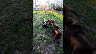 Toujours Avec Maya La Pitbull Et Ont A Volva En Renfort Pour Odin