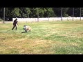 Watch Border Collie Learning To Herd Sheep Watch Border Collie Learning To Herd Sheep
