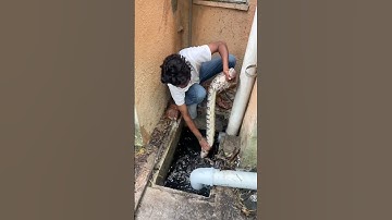 Wait for end 😱#python #snake #snakerescue #ajgar #india #sarpmitravideo #hardwork ￼