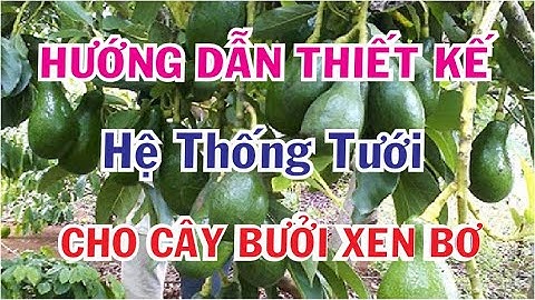 Hướng dẫn tự thiết kế hệ thống tưới cho cây bưởi, bơ vườn anh Dũng Nghệ An