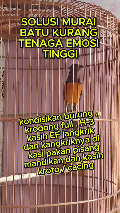 solusi murai batu kurang tenaga emosi tinggi #muraibatu