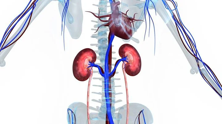 HEART & KIDNEY PATTERNS IN CHINESE MEDICINE (DIAGNOSTICS & THERAPEUTICS)
